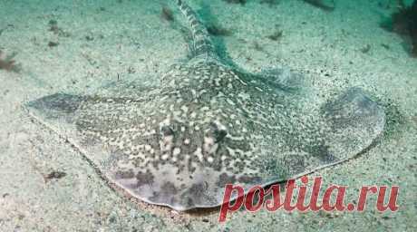 Съедобные виды скатов в мировой кухне | Журнал "JK" Джей Кей