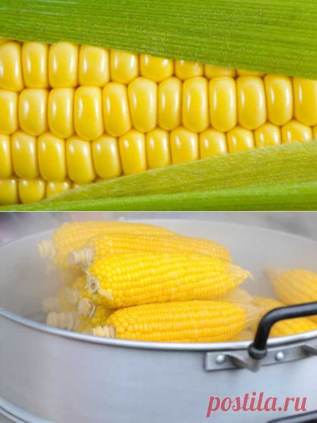 Как правильно сварить кукурузу: самые важные советы - KitchenMag.ru