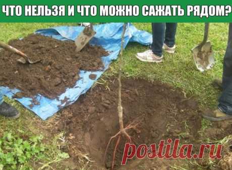 Что нельзя и что можно сажать рядом?

Яблоня

Плохие соседи для яблони.
Показать полностью…