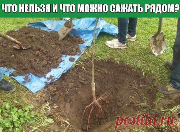 Что нельзя и что можно сажать рядом?

Яблоня

Плохие соседи для яблони.
Показать полностью…