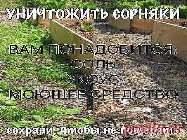 УНИЧТОЖИТЬ СОРНЯКИ

Чтобы уничтожить сорняки без гербицидов, используйте соль и уксус. Приготовьте раствор: . 1 литр уксуса обычного  9%  + ,примерно 1 стол лож соли и несколько капель гала (фери)  для жирной посуды. Хорошо перемешайте. Побрызгайте из обычной пшикалки, Утром вся трава засохнет.   

Эффективнее всего эта смесь работает в жаркий, солнечный день, когда дождя не ожидается, по крайней мере, в течение 24 часов.

Опрыскайте сорняки утром, вечером вы уже порадуете...