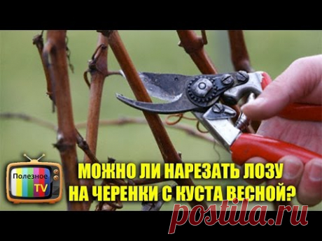 МОЖНО ЛИ НАРЕЗАТЬ ЛОЗУ НА ЧЕРЕНКИ С КУСТА ВЕСНОЙ?