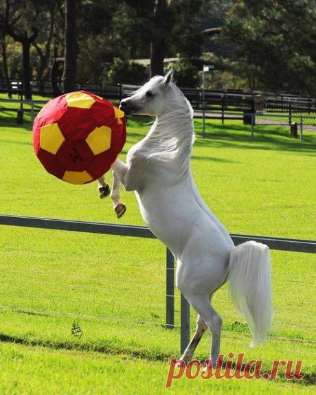 арабчик играет с мячиком