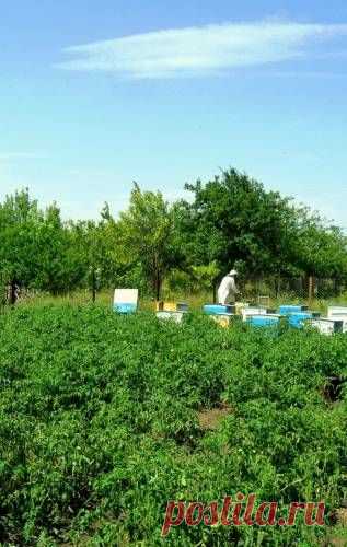 Человек с фотоаппаратом, в жаркий день - 6 Ноября 2015 - Персональный сайт