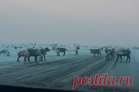 Российскую трассу перекрыла пробка из стада оленей. Российскую трассу Салехард — Надым перекрыла живая пробка из стада оленей. На фотографии, сделанной ямальским водителем, запечатлен участок проезжей части, который перегородили животные. Большинство оленей разбрелись по заснеженному полю сбоку от трассы. В этой местности подобные случаи не редкость.