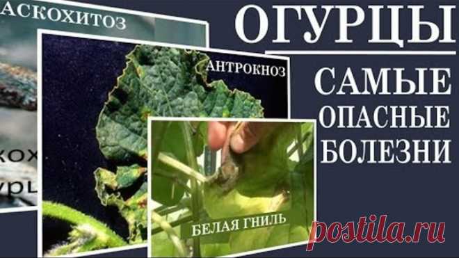 Чем заболели огурцы.Как определить болезнь на огурцах
