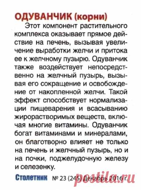 Одуванчик (корни)