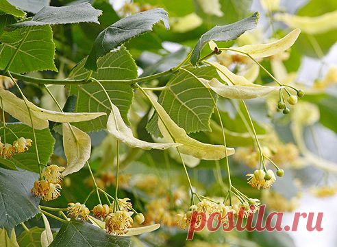 Полезные свойства липы