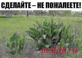 Хрен – единственное растение, способное вытягивать соль через поры кожи. Хрен – единственное растение, способное вытягивать соль через поры кожи. 
СДЕЛАЙТЕ – НЕ ПОЖАЛЕЕТЕ! 
Избавиться от всей соли, которая накопилась в организме и может привести к солевым болезненным отложениям, помогут листья хрена.. 
Напоминаю проверенный и безотказный рецепт. 
Возьмите свежие крупные листья хрена – 2 шт. Перед сном окуните их с двух сторон кипяток и сразу положите на спину, захватывая ш...