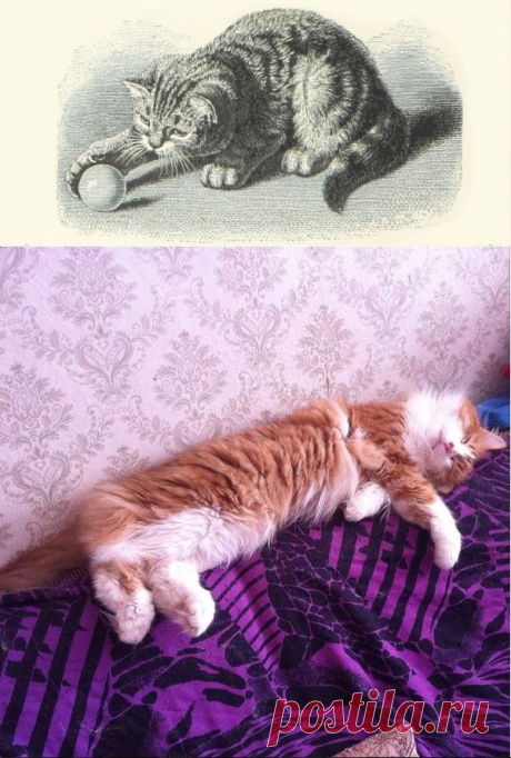 Причуды кошачьего поведения