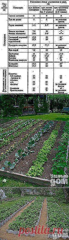 ЛЕНИВЕЦ - ХРУСТЯЩИЙ ГОРЬКИЙ ПЕРЕЦ | 4vkusa.ru и другие материалы. Новое в Вашей подборке на Постила.ru - hyanhe@mail.ru - Почта Mail.Ru