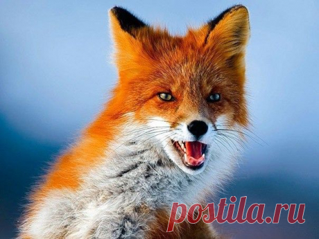 Группа: Смотри и удивляйся!