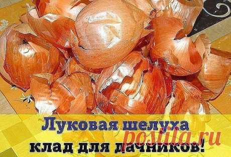 Луковая шелуха - клад для дачников

Мы порой проходим мимо старых и проверенных средств повышения урожая или борьбы с вредителями и болезнями.

Луковая шелуха — один из резервов повышения урожайности. Её отвар содержит полный набор таблицы Менделеева: кальций, калий, марганец, магний, железо, медь, селен, хром, бор, медь и т.д. Шелуха убивает патогенную микрофлору в почве, одновременно подкармливает растение микроэлементами. Действует на растения, как настойка женьшеня на ...