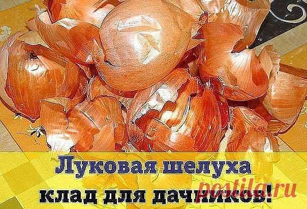 Луковая шелуха - клад для дачников

Мы порой проходим мимо старых и проверенных средств повышения урожая или борьбы с вредителями и болезнями.

Луковая шелуха — один из резервов повышения урожайности. Её отвар содержит полный набор таблицы Менделеева: кальций, калий, марганец, магний, железо, медь, селен, хром, бор, медь и т.д. Шелуха убивает патогенную микрофлору в почве, одновременно подкармливает растение микроэлементами. Действует на растения, как настойка женьшеня на ...