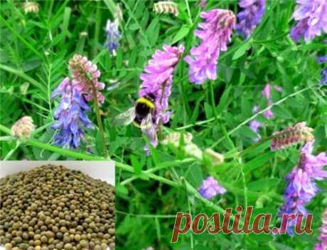 Сидераты осенью: дешево и результативно