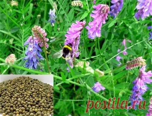 Сидераты осенью: дешево и результативно