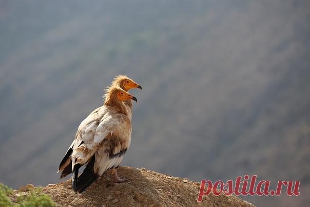 «Наблюдатели». Сокотранские стервятники в объективе фотографа Olga Zima: