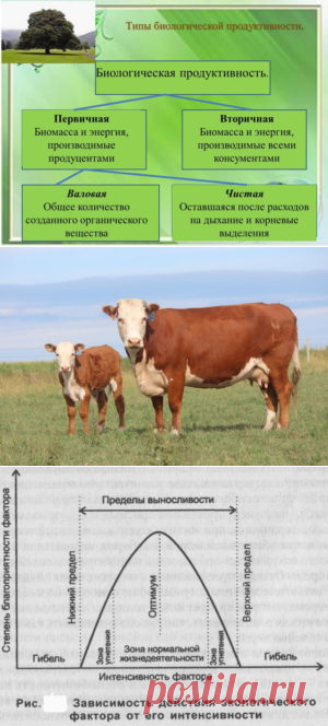 Продуктивные свойства коров, продуцировавших в разных экологических зонах - БиоКорова