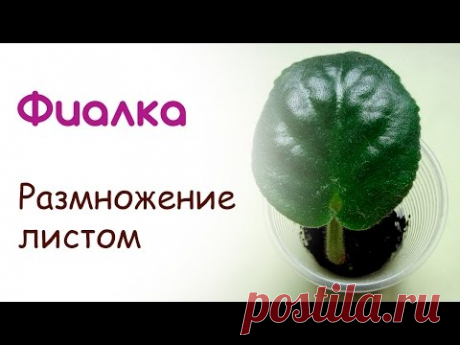 Лист фиалки - размножение фиалок листом