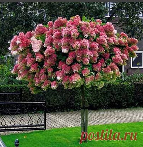 Как вырастить гортензию на штамбе | Наталья Кудрявцева | Яндекс Дзен