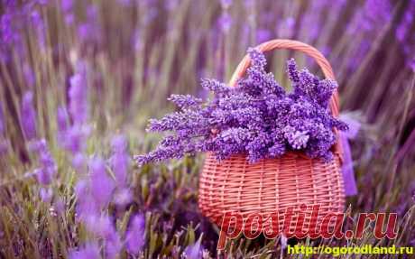 Выращивание лекарственных растений дома. Часть 1