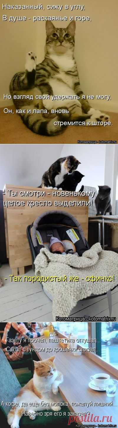 Доброго вечера желают котики и компания:))) - С миру по нитке, а у меня блог.