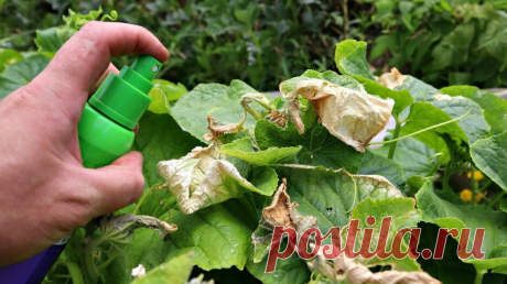 Попрыскала этим огурцы в конце августа все болезни как рукой сняло! До октября будут плодоносить! — Смотреть в Эфире Борная кислота для продления плодоношения огурцов!

Попрыскала этим огурцы в конце августа  все болезни как рукой сняло! До октября будут плодоносить…