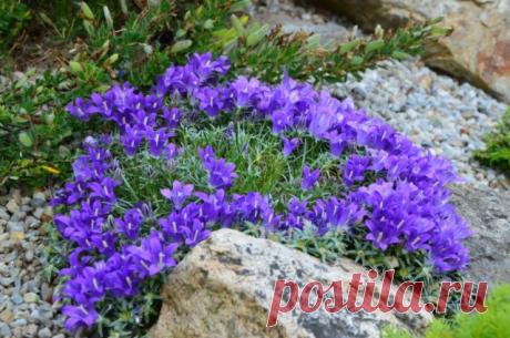 Эдрайантус — альтернатива колокольчикам на альпийских горках. Выращивание и уход.