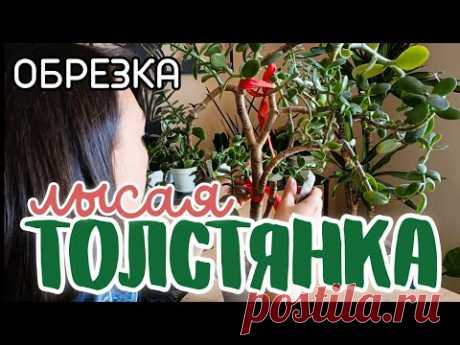 Ч.2 Как обрезать Денежное дерево? Наглядно показываю обрезку Крассулы