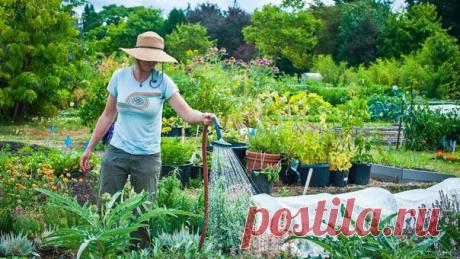 НА ВСЕ СЛУЧАИ ОГОРОДНЫХ ЗАБОТ ВОТ НЕСКОЛЬКО ОТЛИЧНЫХ СОВЕТОВ! 

 Землянику полезно мульчировать хвойным опадом. Это улучшит вкус ягод, а также поможет справиться с серой гнилью, долгоносиком, клещом, проволочником. А мульчирование папоротником поможет землянике справиться 
с нематодами и серой гнилью. 

 После резкого похолодания растени опрыскивают иммуноцитофитом или цирконом. А можно использовать настой луковой шелухи. Залить 10 литрами воды 0.5 литровую банку шелухи, в...