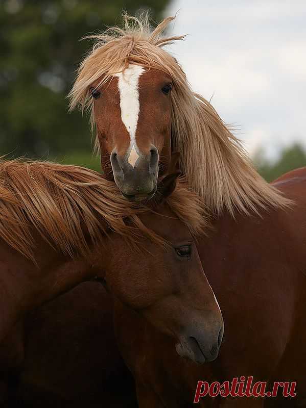 Сва — «_MG_6020.jpg» на Яндекс.Фотках