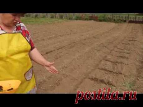 Высаживаем рассаду лука-порея. Легко!