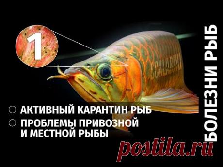 Болезни аквариумных рыб. Часть 1. Карантин. Болезни привозной и местной рыбы и не только - YouTube