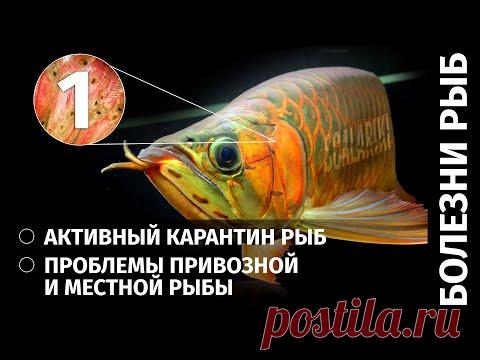 Болезни аквариумных рыб. Часть 1. Карантин. Болезни привозной и местной рыбы и не только - YouTube