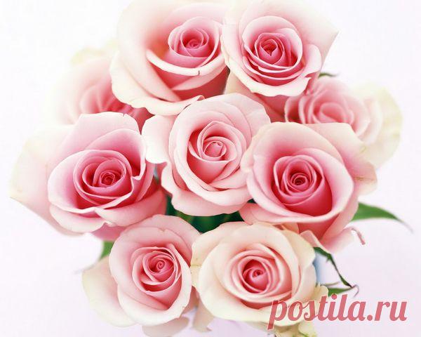 Цветы - красивые картинки - Фото Скачать