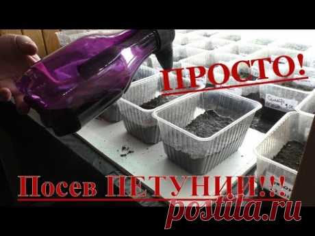 Петуния. Не нужно выдумывать. Самый лучший способ это самый легкий способ. Посев семян Петунии.