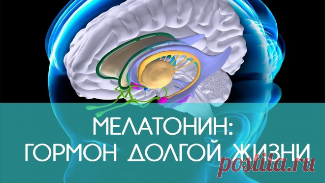 МЕЛАТОНИН-ЗАЛОГ ДОЛГОЛЕТИЯ

Что делать, чтобы увеличить выработку мелатонина?
Конечно, вы слышали о гормоне сна — мелатонине. Его также называют гормоном жизни и долголетия.
Мелатонин не только производится в организме, он также поступает из некоторых продуктов или его можно вводить в организм в виде лекарств и добавок.
Как производится мелатонин?
Мелатонин продуцируется эпифизом (шишковидная железа). Под действием солнечного света триптофан-аминокислота превращается в сер...