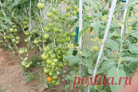 Томат Интуиция: описание, отзывы, фото, характеристика | tomatland.ru