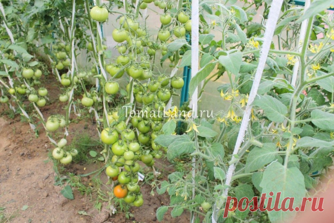 Томат Интуиция: описание, отзывы, фото, характеристика | tomatland.ru