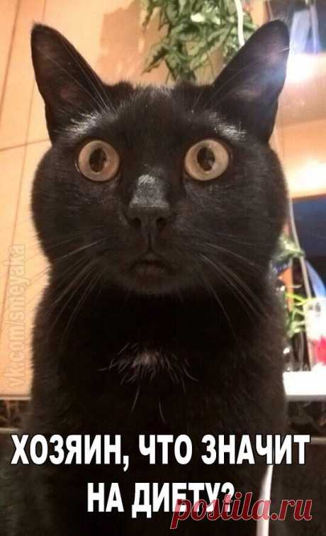 Кошки, котики, котята и их друзья ツ