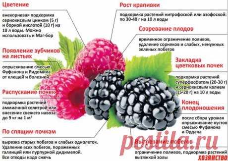 Уход за малиной и ежевикой по этапам роста