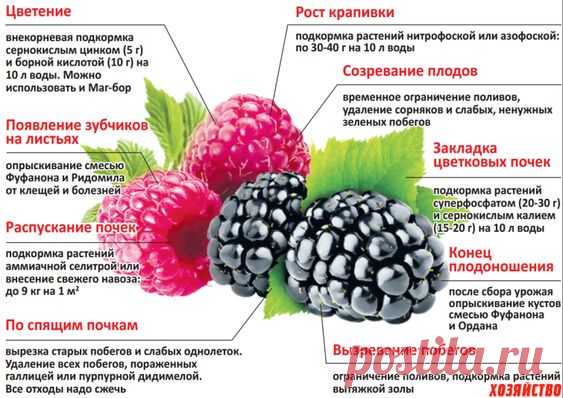 Уход за малиной и ежевикой по этапам роста