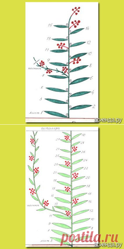 Посадка помидор в Санкт-Петербурге и области: Группа Практикум садовода и огородника