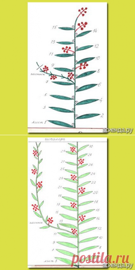 Посадка помидор в Санкт-Петербурге и области: Группа Практикум садовода и огородника