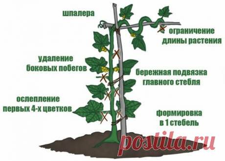 Я знаю как увеличить урожай огурцов в ДВА раза ОДНИМ ДВИЖЕНИЕМ РУКИ. | 6 соток