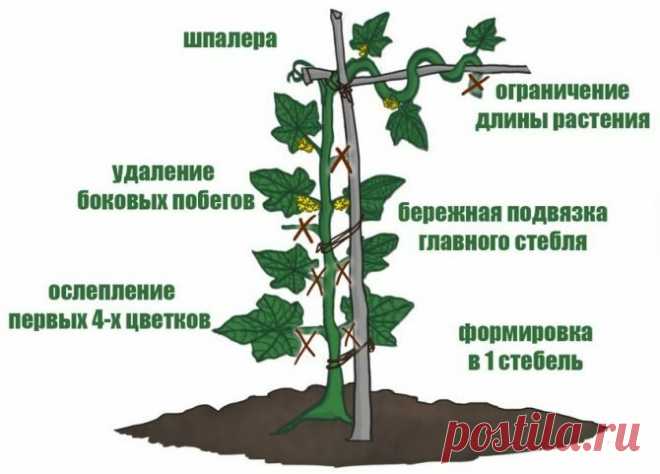 Я знаю как увеличить урожай огурцов в ДВА раза ОДНИМ ДВИЖЕНИЕМ РУКИ. | 6 соток