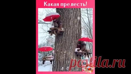 Кафе для белочек!