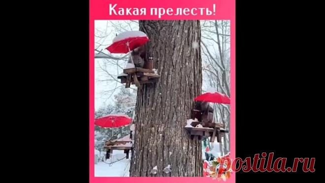 Кафе для белочек!