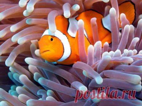 Просто красотка....