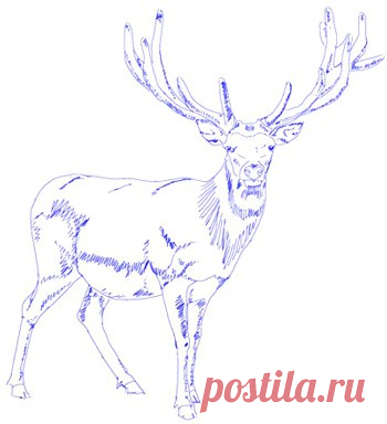 Рисуем оленя